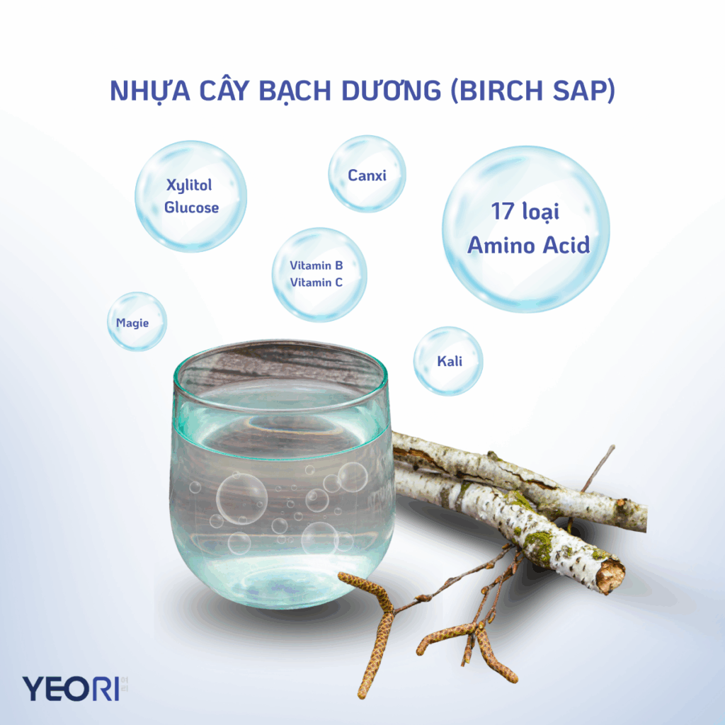 NHỰA CÂY BẠCH DƯƠNG: CƠ CHẾ CẤP NƯỚC KHÔNG DẦU TRONG YEORI SUNSCREEN