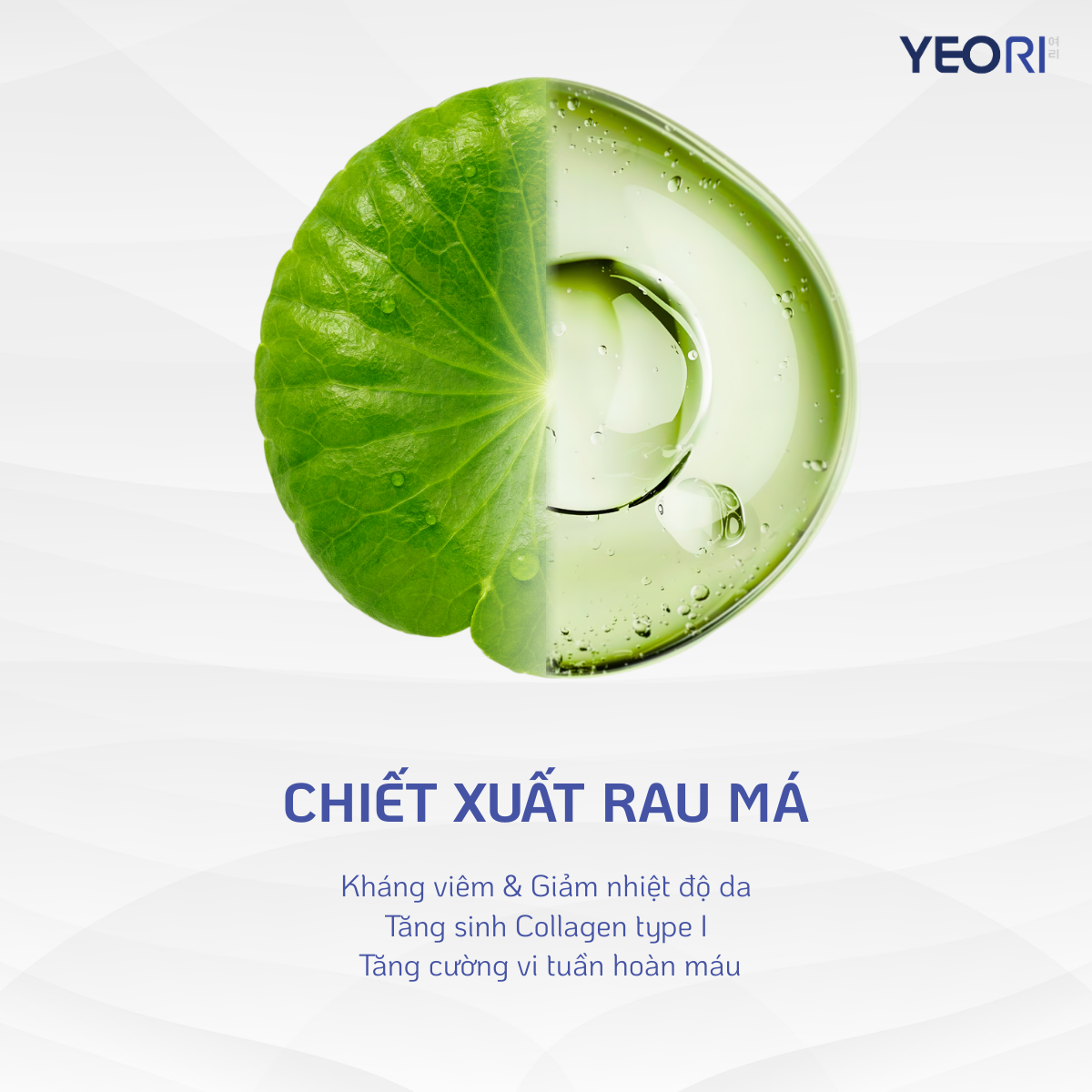 Chiet-xuat-rau-ma