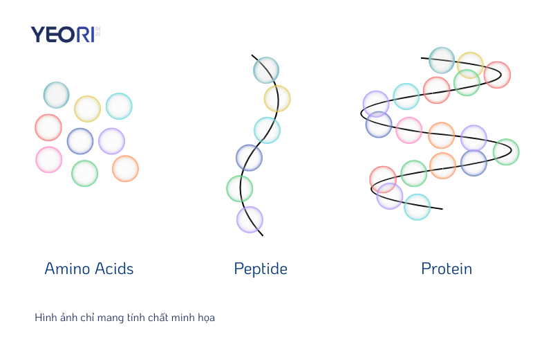 Hinh-thanh-peptide